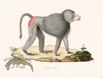 Cuvier 327 Male Cartarin